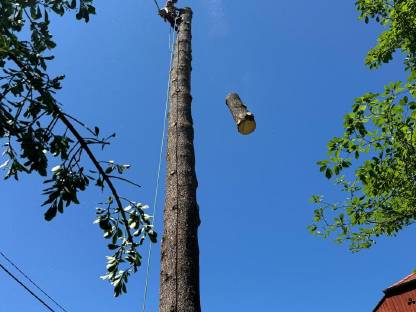Bild 2:Baumabtragung / Baumpflege / Holzschlägerung / Rodungen