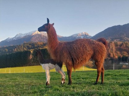 Bild 3:STUTEN Lamas & Alpakas gesucht