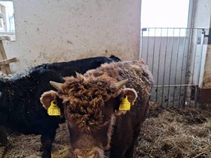Bild 3:Dexter Jungstier, Deckstier