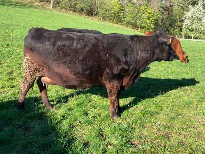Bild 2:Bio Mutterkuh Angus x Wagyu