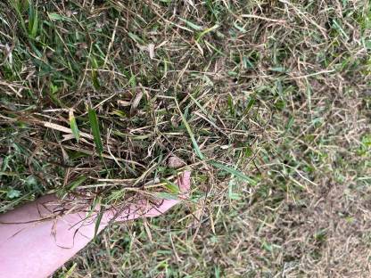 Bild 4:Mulcharbeiten Acker/ Grünland/ Weide/ Wiesenpflege