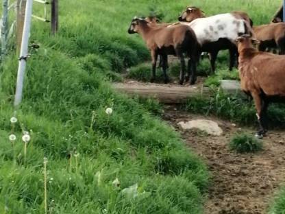 Bild 3:Verkaufen Kamerunschafbock