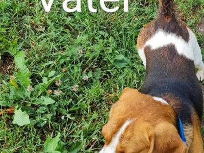 Bild 8:Beagle Welpen