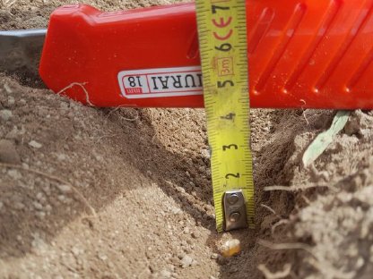 Bild 5:Einzelkornsaat Monosem Valoterra