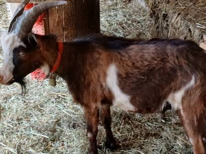 Bild 2:Tauernschecken Bock