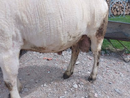 Bild 4:Texel-Merino Widder