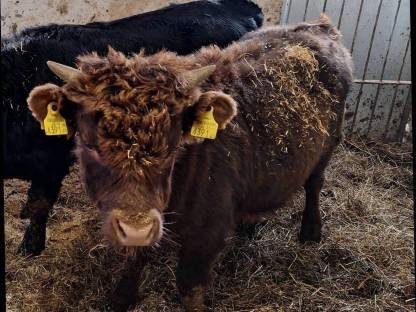 Bild 2:Dexter Jungstier, Deckstier