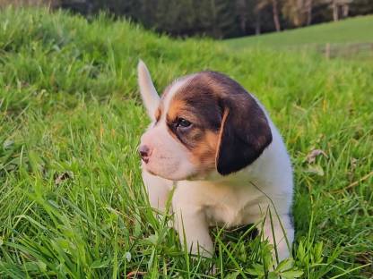 Bild 5:Beagle Welpen