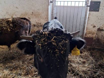 Bild 3:Dexter Jungstier, Deckstier