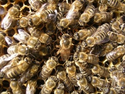 Reinzucht- und Wirtschaftsköniginnen