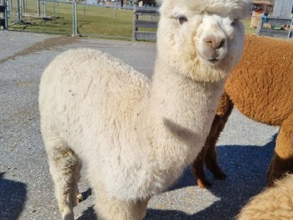 Bild 2:Alpaka Jungstuten