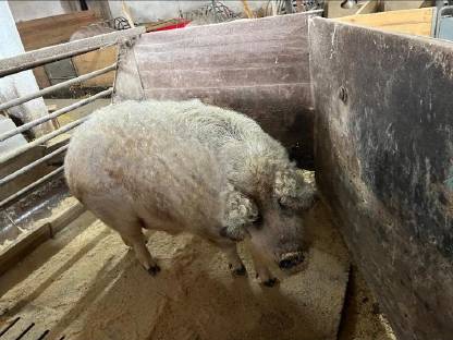 Mangalitza Schwein