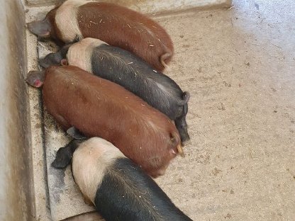 Bild 5:Bio-Ferkel zu verkaufen