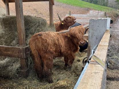 Hochlandrinder Stier