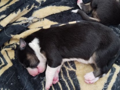 Bild 2:Border Collie Welpen