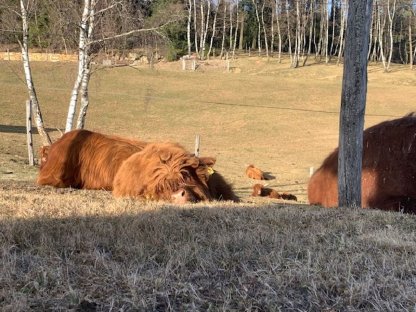 Bild 5:Hochlandrind Zuchttiere - CANADIEN SELECTION, Herdbuch, Bio