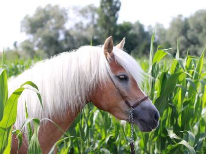 Tragende Haflingerstute, Verlasspferd Reiten Fahren