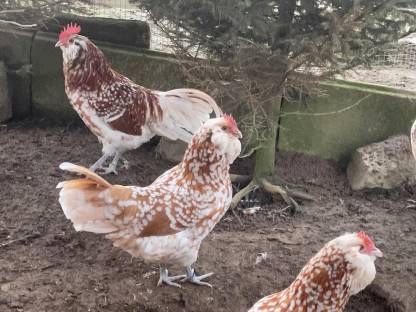 Bild 5:BE Thüringer Barthühner Chamois weiß getupft