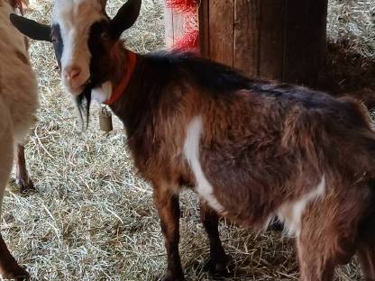 Bild 3:Tauernschecken Bock