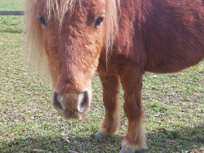 Bild 4:Shetty Pony Fuchs