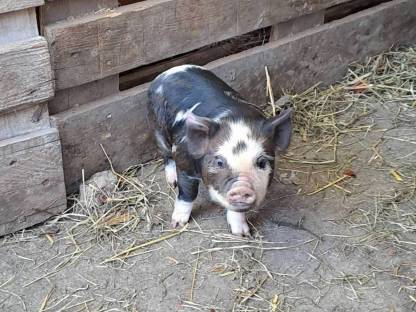 Kune Kune