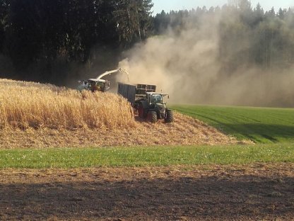 Bild 6:Miscanthus Ernte