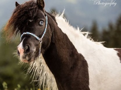 Bild 5:Amerikanisches Miniaturhorse Hengst