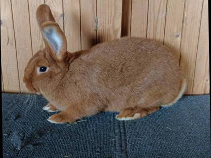 Reinrassige Kaninchen
