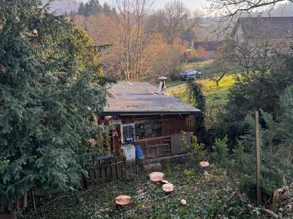 Bild 5:Baumabtragung / Baumpflege / Holzschlägerung / Rodungen