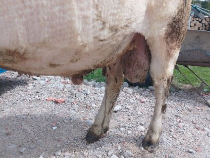 Bild 3:Texel-Merino Widder