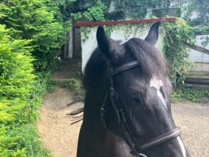 Bild 6:Welsh Cob Stute 7-jährig
