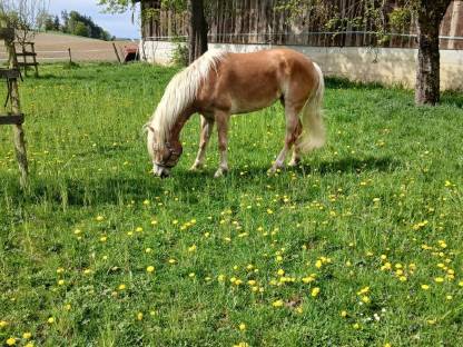 Bild 2:4-jährige Haflinger Stute Mosti