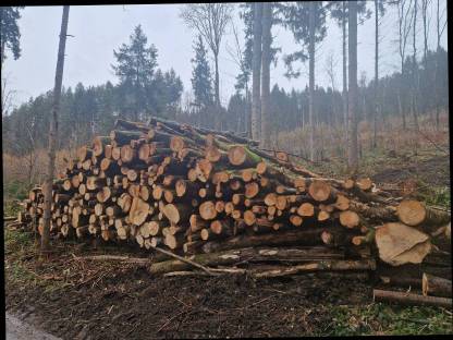 Bild 2:Brennholz Esche lang