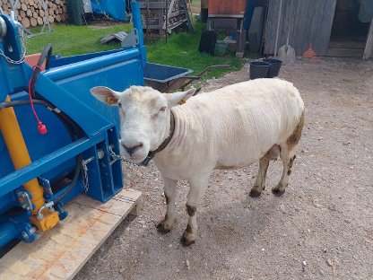 Bild 5:Texel-Merino Widder