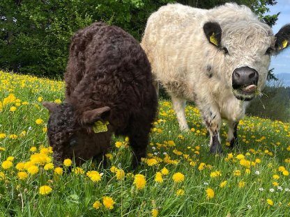 Bild 3:Bio Galloway Ochse Idefix