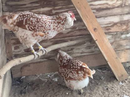 Bild 4:BE Thüringer Barthühner Chamois weiß getupft