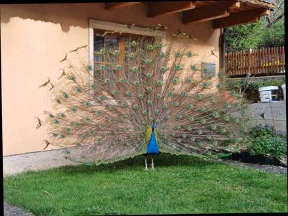 Pfau