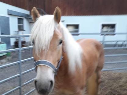 Bild 4:4-jährige Haflinger Stute Mosti