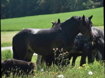Bild 4:4-jährige braune Norikerstute