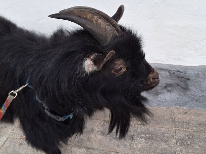 Bild 3:Mini-Zwergziegenbock
