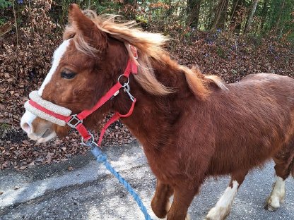 Bild 2:Fast zweijährige Tinker-Mix Stute