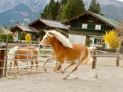 Bild 4:Top Tiroler Haflinger