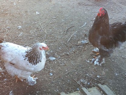 Bild 3:Brahma Pärchen