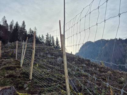 Bild 3:Aufforstung, Kulturpflege, Forst, Akazienstäbe, Verbissschutz