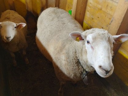 Bild 7:Texel-Merino Widder