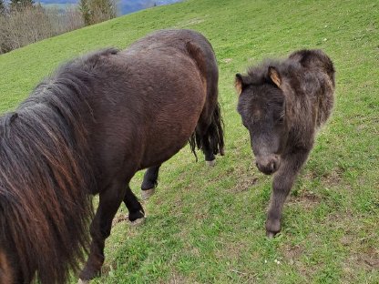 Mini-Shetlandponys
