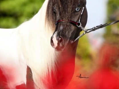 Bild 9:Amerikanisches Miniaturhorse Hengst