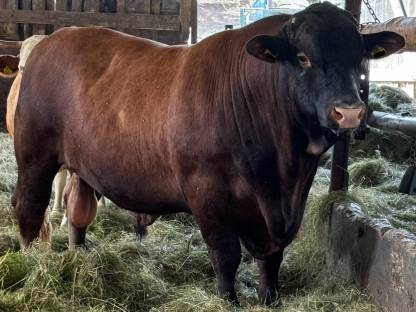Bio Stier Angus