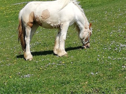 Bild 4:Tinker Stute