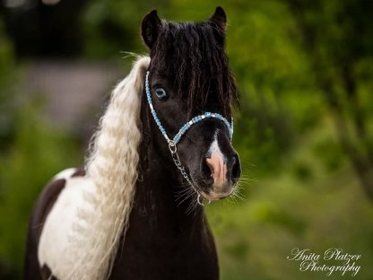 Bild 6:Amerikanisches Miniaturhorse Hengst